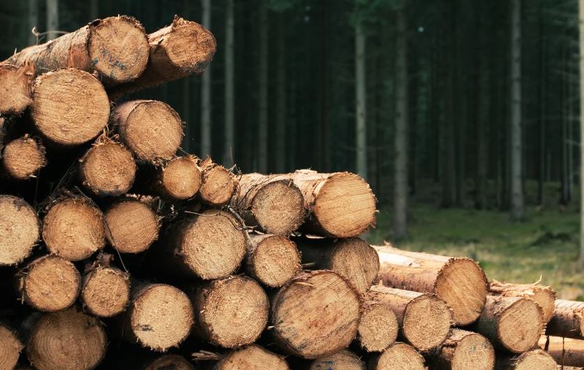 Erneuerbare Holzenergie: Es braucht Umdenken