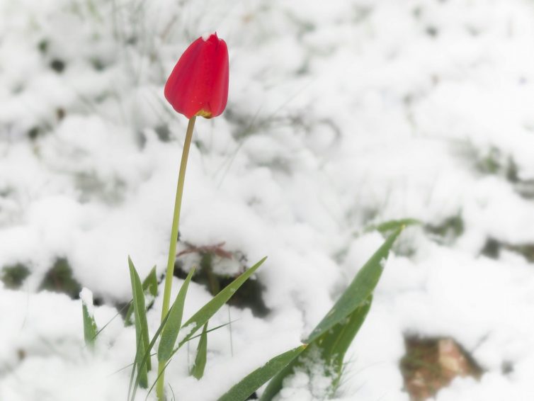 Agenda Stand-Ups FS 2026