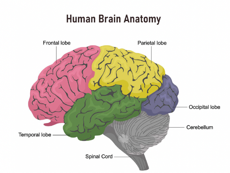 „We want to develop your skills and your brain – not AI“