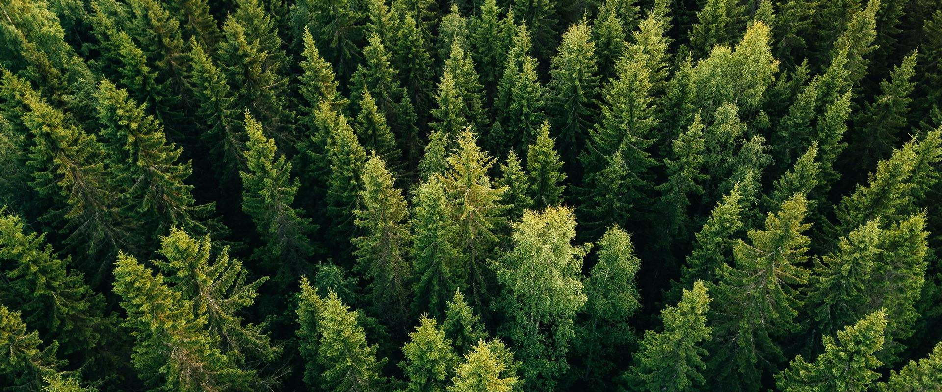 Der Wald, ein Symbol für Nachhaltigkeit