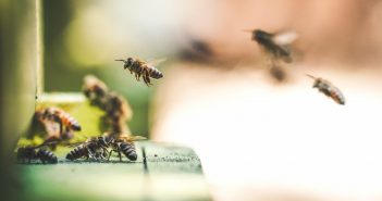Bee Data – More than Honey
