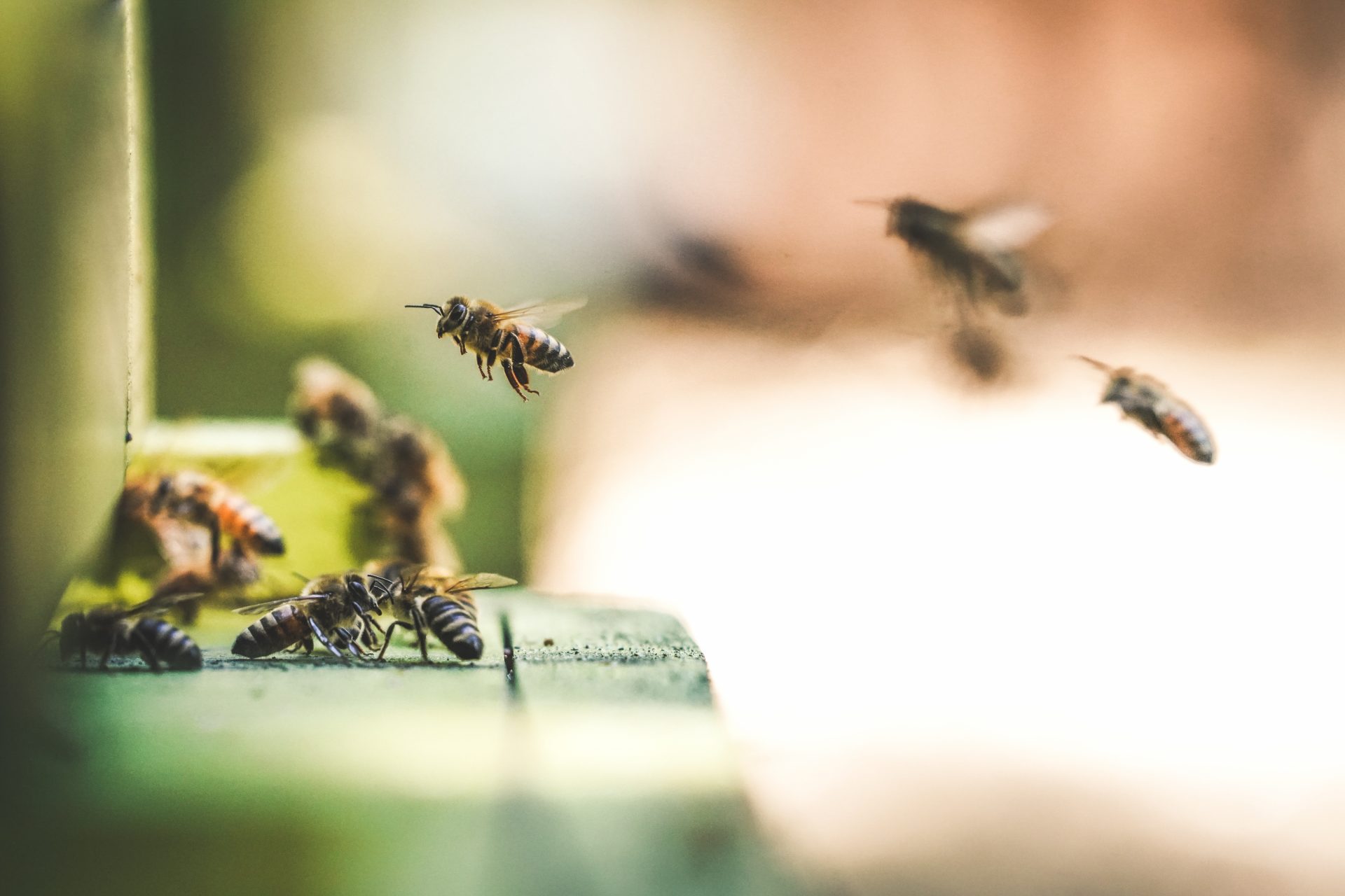 Bee Data – More than Honey