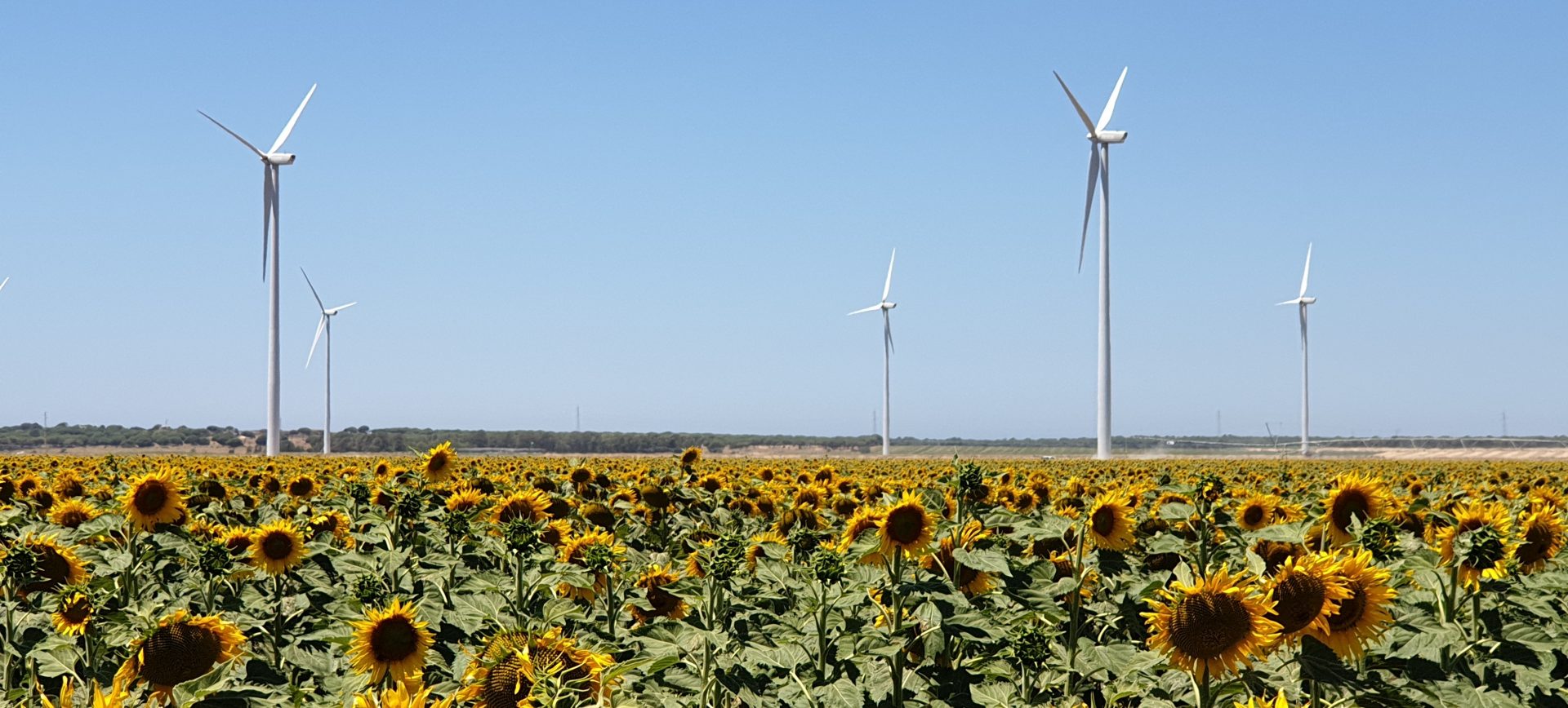 Die Entwicklung der Ökosysteme in der Wind- und Photovoltaikbranche