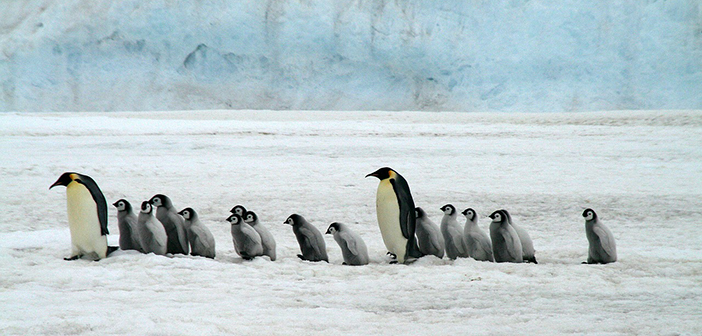 Die wartenden Pinguine stehen sinnbildlich für die Late Followers