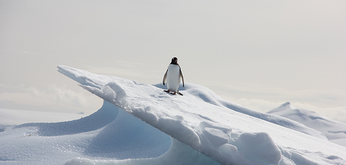 Der springende Pinguin steht sinnbildlich für den Late Follower