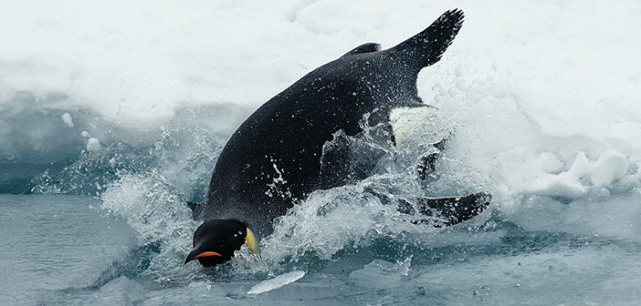 Der springende Pinguin steht sinnbildlich für den Early Adaptor