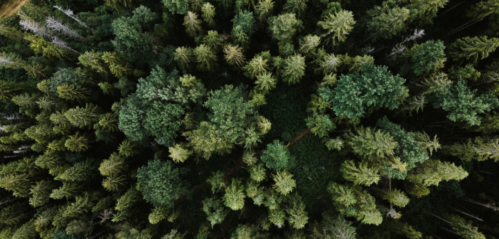 «Wald und Holz 4.0» Konzepte als Antwort auf nicht kostendeckende Waldbewirtschaftung
