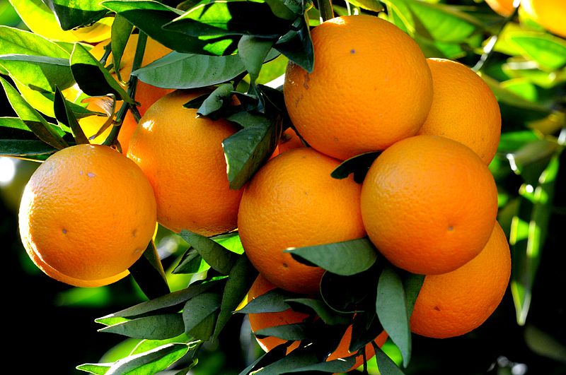 Der Howey-Test: von Orangenbäumen und Kryptowährungen