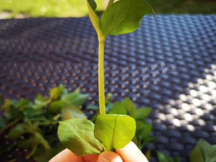 chickweed-hair