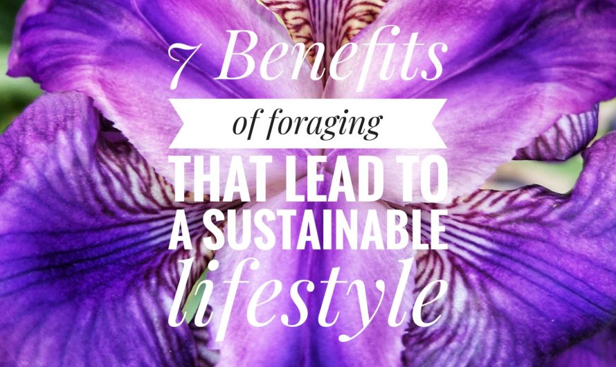 7 Benefits of foraging for a sustainable lifestyle