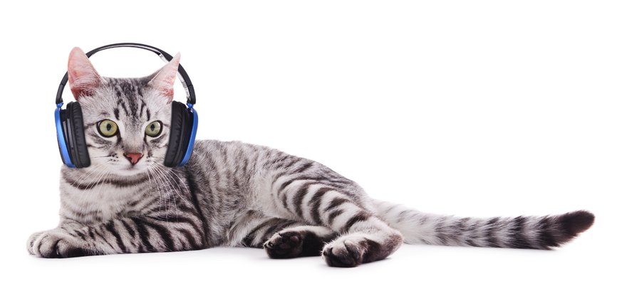 Podcasts: Katzenhaltung und Tierschutz