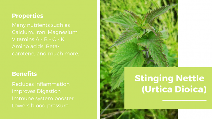 Stinging Nettle Properties and Benefits