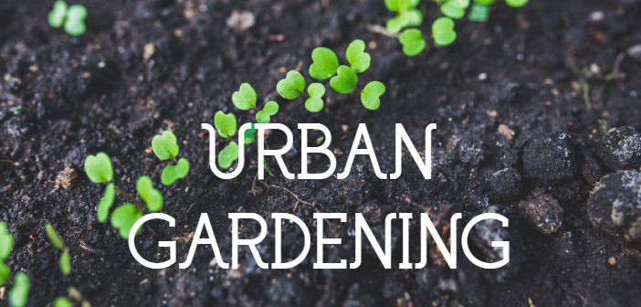 Urban Gardening: Junger Rucola in der Reihe ausgesät