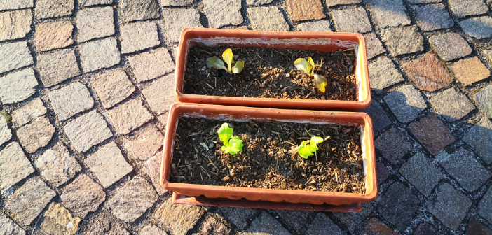 Salatsetzlinge anpflanzen – einfacher geht es nicht!