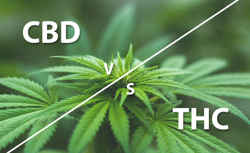 Therapeutic Cannabis: What is the difference between CBD and THC?