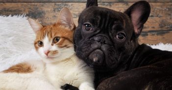 Can we give CBD oil to our pets? cat&dog