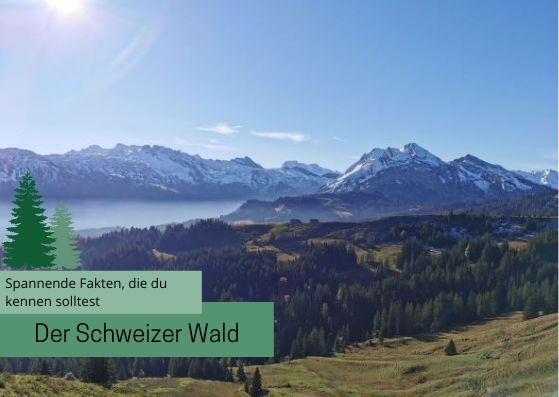 Der Schweizer Wald – Fakten, die du kennen solltest