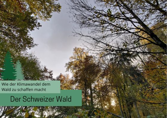 Wie der Klimawandel dem Schweizer Wald zu schaffen macht