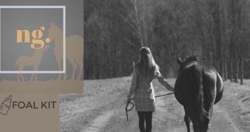 Foal Kit Banner, Next Gen series