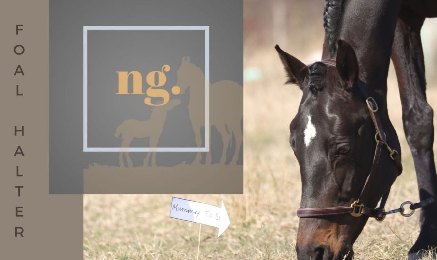 NextGen series- You want that foal halter, don’t you? Part 1