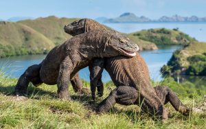 Komodo dragons on Hill fighting