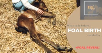 foal after birth