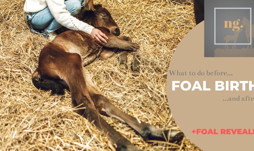 NextGen series- Foal birth+ FOAL REVEAL