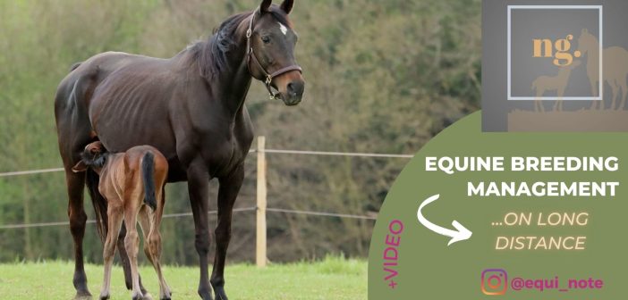 mare and foal equine management tips