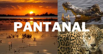 Eco-tourism in Brazil: Pantanal