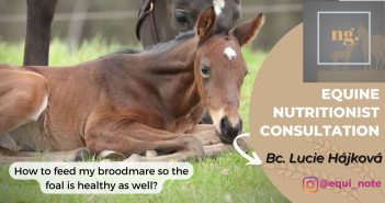 broodmare nutrition advices