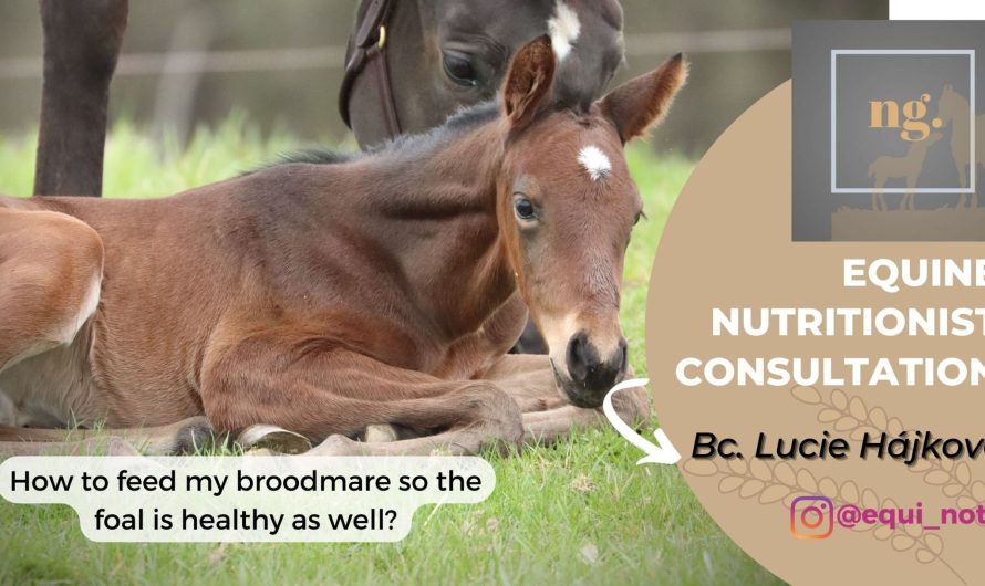 Next Gen series- Equine nutritionist consultation for broodmares