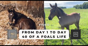 Next Gen series- From day 1 to day 40 of foals life