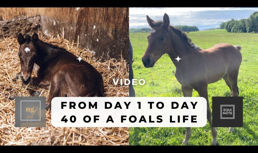 Next Gen series- From day 1 to day 40 of foals life