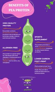 Nutritional benefits of pea protein. The infographic shows the four main benefits of pea protein. The first is a high-quality protein containing all essential amino acids. Second, pea protein is a sport supplement because it promotes muscle thickness. Third, pea protein is free from common allergens. Forth, pea protein has a lower carbon footprint compared to animal proteins.