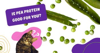 Is Pea Protein Good For You? The cat asking if pea protein good for you