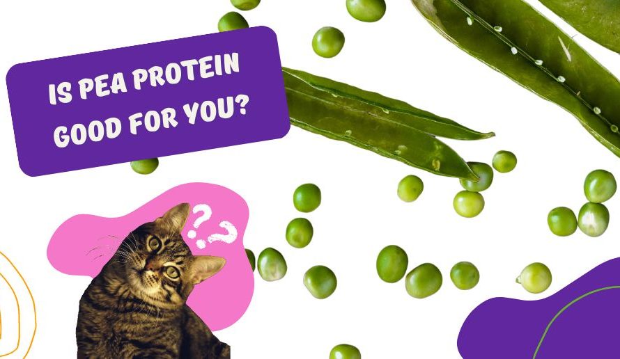 Is Pea Protein Good For You?