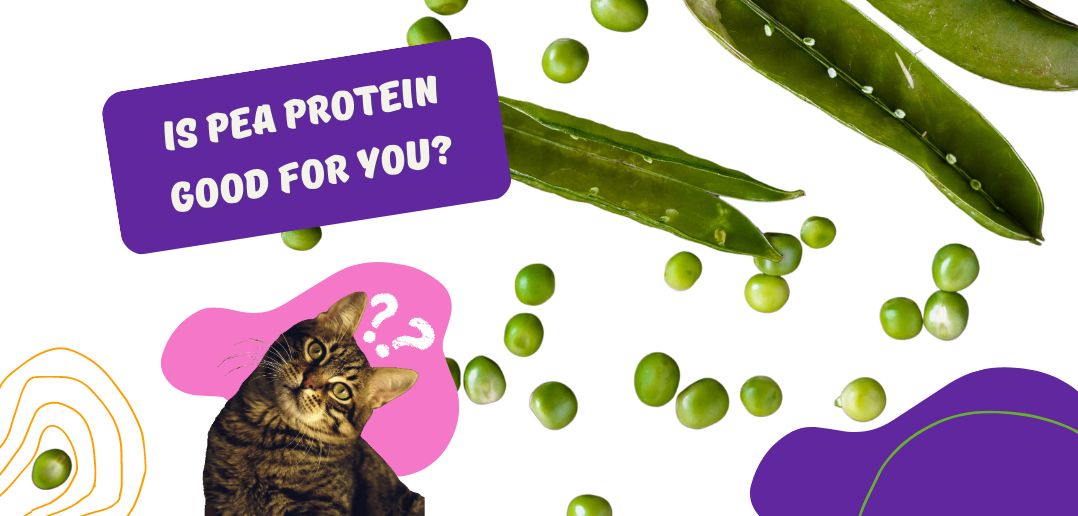 The cat asking if pea protein good for you