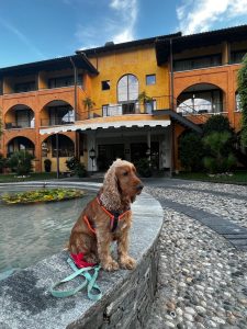 Dog sitting on the water fountain at the entrance of Hotel Giardino Ascona, the orange building behind.