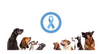 Sensing the Invisible: Diabetic Alert Dogs