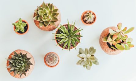 Cacti and succulents photographed from the top