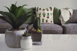 Plants standing on a coffee table in front of a couch