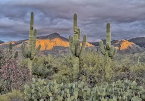 Saguaro Cacti in the desert