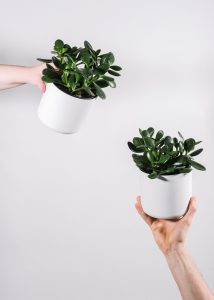 Two succulents held by hand in front of white background