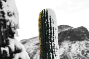 Kaktus mit Schnee
