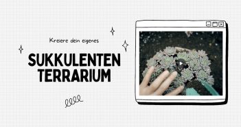 DIY: Kreiere dein eigenes Sukkulenten-Terrarium