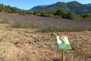 Auf dem Bild ist ein Schild von einem Lavendelbesitzer in der Provence zu sehen, welcher dadurch mehr Menschen davon abhalten konnte ins Feld zu laufen.