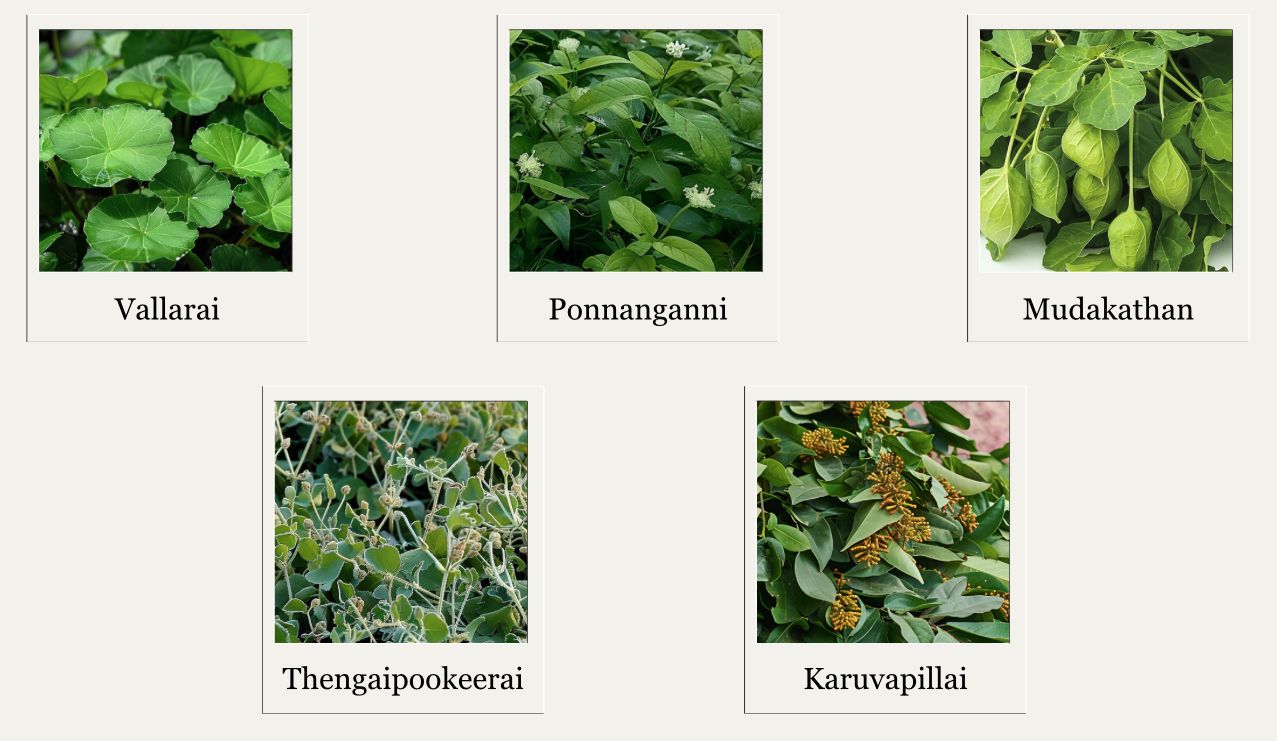 A collection of five Ayurvedic plants and spinach variants: Vallarai (Gotu Kola, Centella Asiatica, Indian Pennywort), Ponnanganni (Mukunuwenna, Alternanthera Sessilis, Dwarf Copperleaf), Mudakathan (Welpenela, Balloon Vine), Thengaipookeerai (Polpala, Ouret lanata), Karuvapillai (Karapincha, Curry Leaves).