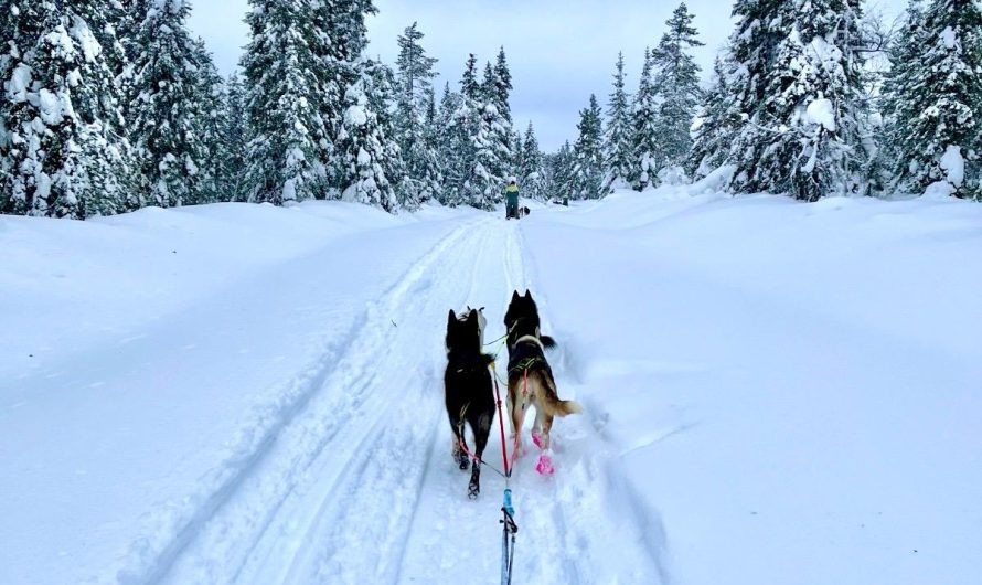 A Mushing Adventure in Finnish Lapland