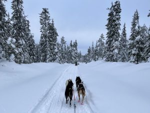 Snowy trees in Finnish Lapland
