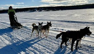 Sled Dog Team in Finnish Lapland